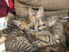 Foto №2 zu Ankündigung № 112156 zu verkaufen savannah-katze - einkaufen USA quotient 	ankündigung