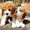 Foto №2 zu Ankündigung № 123016 zu verkaufen beagle - einkaufen Deutschland quotient 	ankündigung