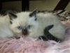 Foto №4. Ich werde verkaufen ragdoll-katze in der Stadt Ferrol. quotient 	ankündigung, züchter - preis - 380€