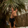 Foto №1. pharaonenhund - zum Verkauf in der Stadt Видміни | 500€ | Ankündigung № 94368
