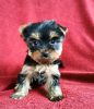 Foto №3. Yorkshire-Terrier-Welpen. Deutschland