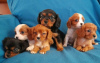 Foto №2 zu Ankündigung № 75565 zu verkaufen cavalier king charles spaniel - einkaufen Großbritannien quotient 	ankündigung