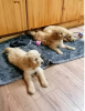 Foto №3. Goldendoodle-Welpen. USA