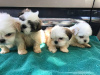 Foto №3. Wunderschöne Shih Tzu-Welpen zur Adoption.. Deutschland