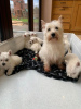 Foto №3. West Highland White Terrier Welpen zu einem günstigen Preis zu verkaufen.. Deutschland