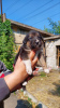 Foto №1. mischlingshund - zum Verkauf in der Stadt Mariupol | Frei | Ankündigung № 52487