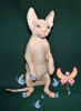 Foto №4. Ich werde verkaufen sphynx cat in der Stadt Houston. vom kindergarten, züchter - preis - verhandelt