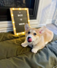 Foto №3. Männlicher walisischer Pembroke-Corgi-Welpe. Großbritannien