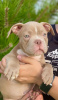 Zusätzliche Fotos: American Bully Kennel bietet Welpen zur Buchung an