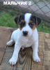Zusätzliche Fotos: Parson Russell Terrier Welpen zu verkaufen