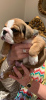 Foto №2 zu Ankündigung № 110814 zu verkaufen englische bulldogge - einkaufen Deutschland züchter