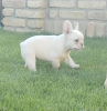 Foto №4. Ich werde verkaufen französische bulldogge in der Stadt Senta. züchter - preis - verhandelt