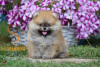 Foto №3. Fantastische, reinrassige Pomeranian-Welpen. Serbien