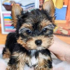 Foto №4. Ich werde verkaufen yorkshire terrier in der Stadt Гамбург. quotient 	ankündigung - preis - 265€