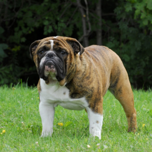 Foto №1. Paarung Service - züchten: american bulldog. Preis - 84€