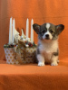 Zusätzliche Fotos: Pembroke Welsh Corgi-Welpen von preisgekrönten Eltern aus einem europäischen