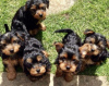 Foto №3. Teacup Yorkshire Terrier Welpe zur kostenlosen Adoption. Deutschland