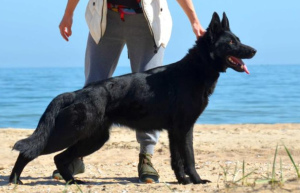 Zusätzliche Fotos: schwarzer Rüde, Schäferhund ab 19.11, KSU / FCI metrisch