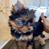 Foto №3. Kaufen Sie jetzt Ihre wunderschönen geimpften Yorkshire Terrier-Welpen für ein. USA