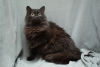 Zusätzliche Fotos: Die leidende Katze Ksyusha sucht ein Zuhause! Praktisch und liebevoll!