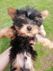 Foto №3. Yorkie-Babygesichtswelpe. Lettland