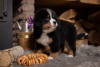 Foto №2 zu Ankündigung № 9794 zu verkaufen berner sennenhund - einkaufen Weißrussland vom kindergarten