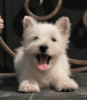 Foto №2 zu Ankündigung № 113561 zu verkaufen west highland white terrier - einkaufen Russische Föderation quotient 	ankündigung, vom kindergarten, züchter