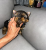 Foto №1. yorkshire terrier - zum Verkauf in der Stadt Boston | 380€ | Ankündigung № 121633