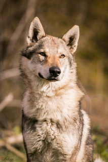 Zusätzliche Fotos: Tschechoslowakische Wolfshundewelpen