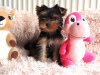 Foto №2 zu Ankündigung № 89559 zu verkaufen yorkshire terrier - einkaufen Schweden quotient 	ankündigung