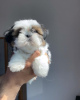 Foto №1. shih tzu - zum Verkauf in der Stadt Торонто | 189€ | Ankündigung № 124279