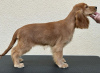 Zusätzliche Fotos: Englischer Cocker Spaniel weiblicher Welpe