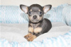 Foto №3. Entzückende Chihuahua-Welpen zur kostenlosen Adoption. Deutschland