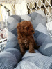 Foto №3. Red miniature poodle puppies. Serbien