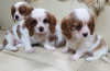 Foto №2 zu Ankündigung № 43183 zu verkaufen cavalier king charles spaniel - einkaufen Deutschland quotient 	ankündigung