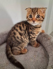 Foto №1. bengal katzenrasse - zum Verkauf in der Stadt Reykjavík | 284€ | Ankündigung № 57208