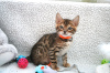 Foto №3. Gesunde Bengalkatzen jetzt zur Adoption verfügbar. Australien