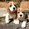 Foto №2 zu Ankündigung № 123015 zu verkaufen beagle - einkaufen Deutschland quotient 	ankündigung