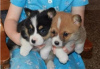 Foto №2 zu Ankündigung № 105686 zu verkaufen welsh corgi - einkaufen Griechenland quotient 	ankündigung