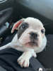 Zusätzliche Fotos: Entzückende französische Bulldoggenwelpen zu verkaufen