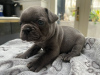 Foto №2 zu Ankündigung № 115037 zu verkaufen französische bulldogge - einkaufen USA quotient 	ankündigung