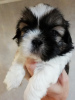 Foto №2 zu Ankündigung № 113608 zu verkaufen lhasa apso, shih tzu - einkaufen Litauen quotient 	ankündigung, vom kindergarten, züchter