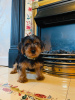 Foto №1. yorkshire terrier - zum Verkauf in der Stadt Kazan | 300€ | Ankündigung № 9978