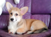 Zusätzliche Fotos: Welsh Corgi Pembroke. Interessante Welpen mit UKU Papieren