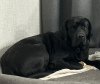 Foto №4. Ich werde verkaufen labrador retriever in der Stadt Kirow. quotient 	ankündigung - preis - 345€