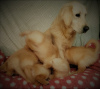 Foto №2 zu Ankündigung № 99487 zu verkaufen golden retriever - einkaufen Deutschland quotient 	ankündigung