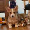 Foto №3. Pembroke Welsh Corgi Welpen bereit zur Ausreise.. Schweden