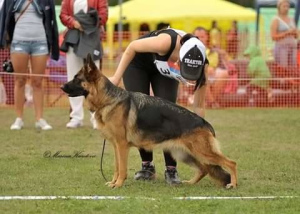 Foto №2 zu Ankündigung № 2605 zu verkaufen deutscher schäferhund - einkaufen Russische Föderation vom kindergarten, züchter