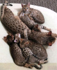 Foto №3. Erschwingliche Savannah Kätzchen zum Verkauf versandkostenfrei. USA