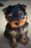 Foto №3. Fabelhafte Miniatur-Yorkshire-Terrier-Welpen. USA